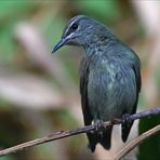 Türkisnaschvogel