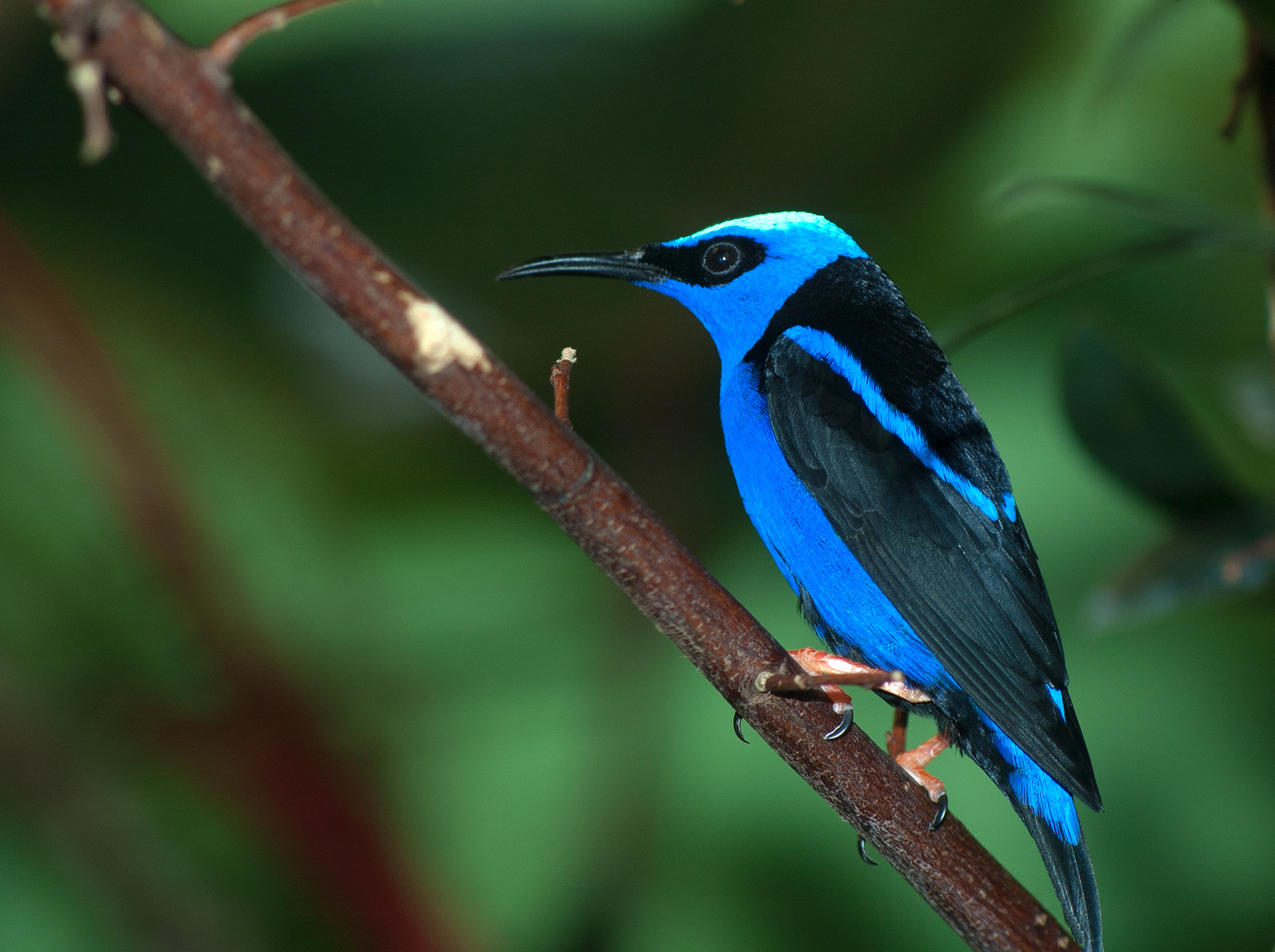 Türkisnaschvogel