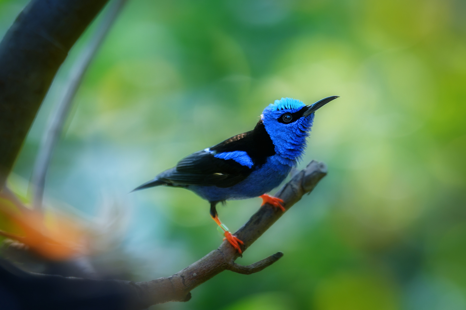 Türkisnaschvogel