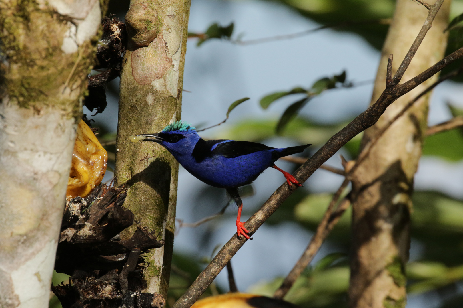 Türkisnaschvogel (Cyanerpes cyaneus)