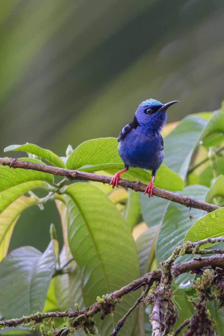 Türkisnaschvogel (Cyanerpes cyaneus) in Sarapiqui, Costa Rica