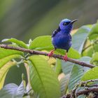 Türkisnaschvogel (Cyanerpes cyaneus) in Sarapiqui, Costa Rica