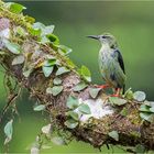 Türkisnaschvogel, f.