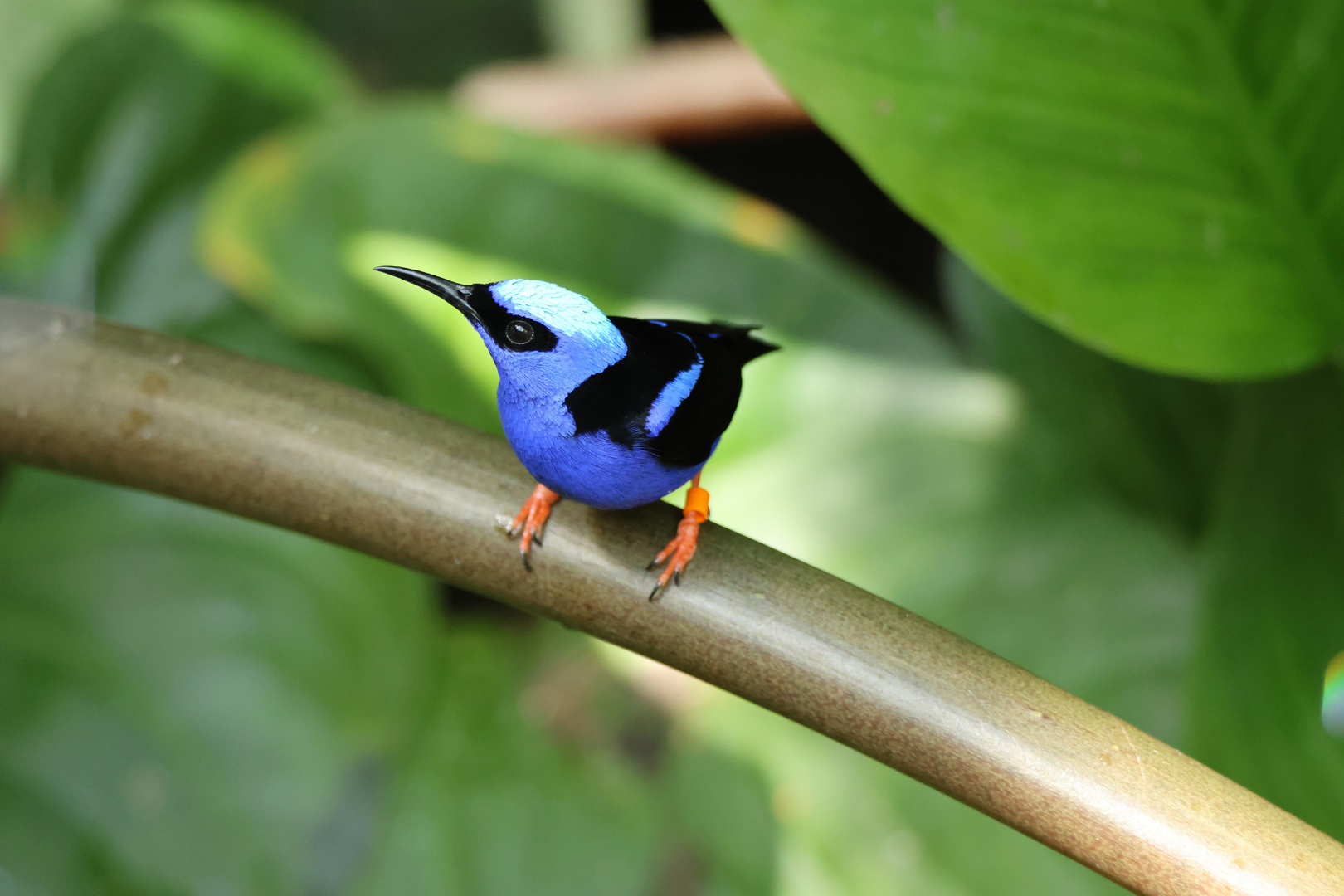 Türkisnaschvogel II