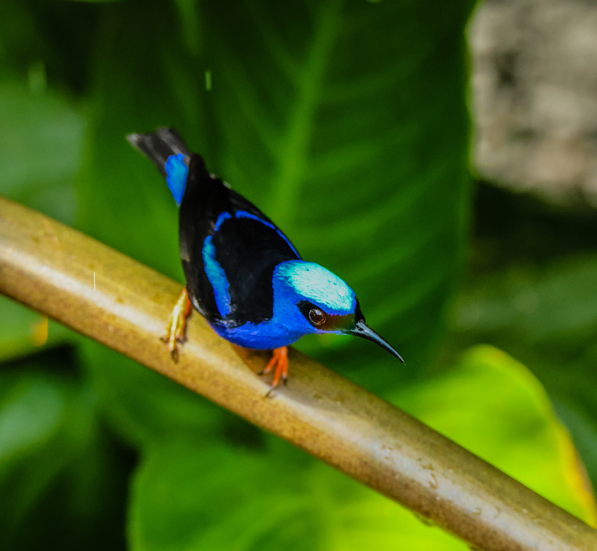 Türkisnaschvogel III