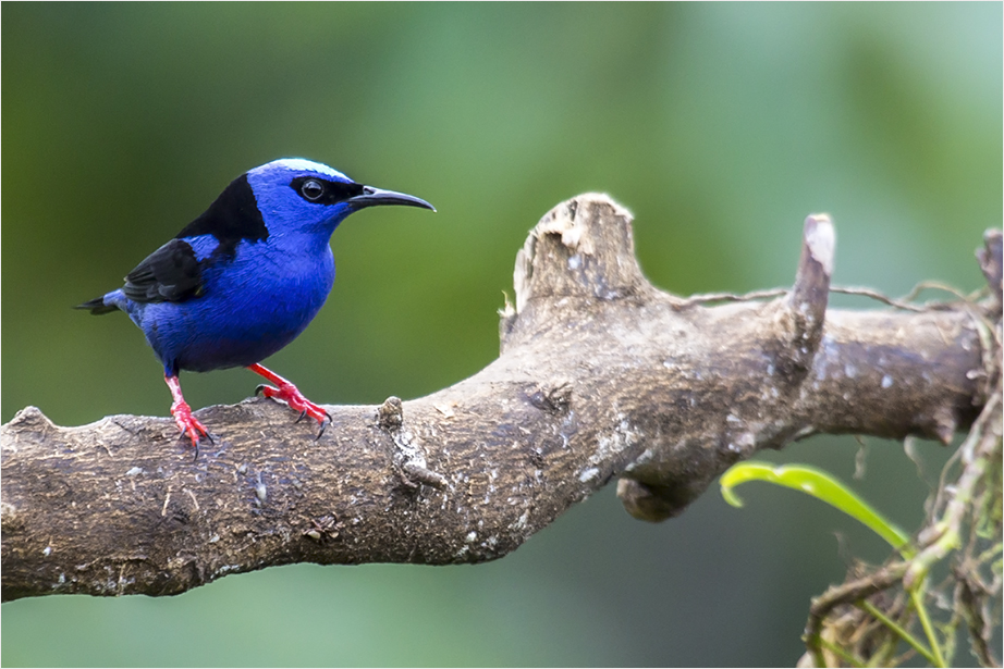 Türkisnaschvogel, m.