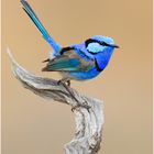 Türkisstaffelschwanz (Malurus splendens) Splendid Fairywren