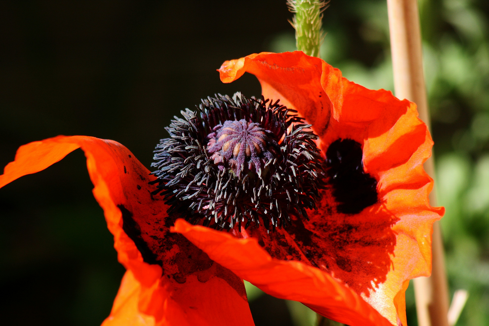 türk.mohn