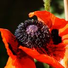 türk.mohn