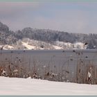 Türlersee 2019-02-04 267 (52.1) ©