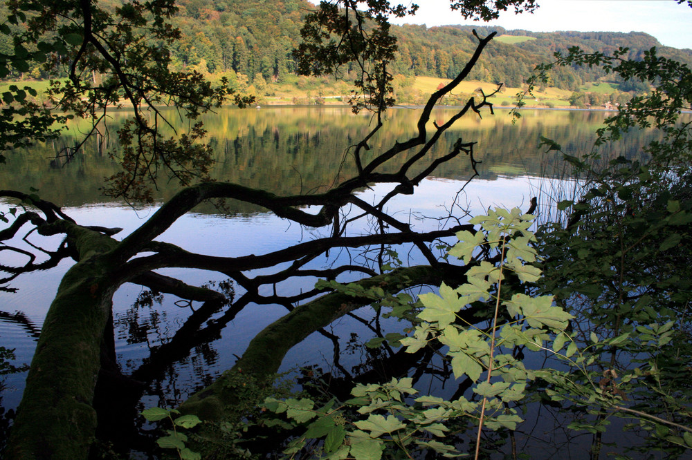 Türlersee