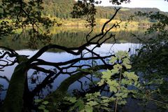 Türlersee