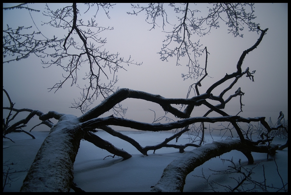 Türlersee V