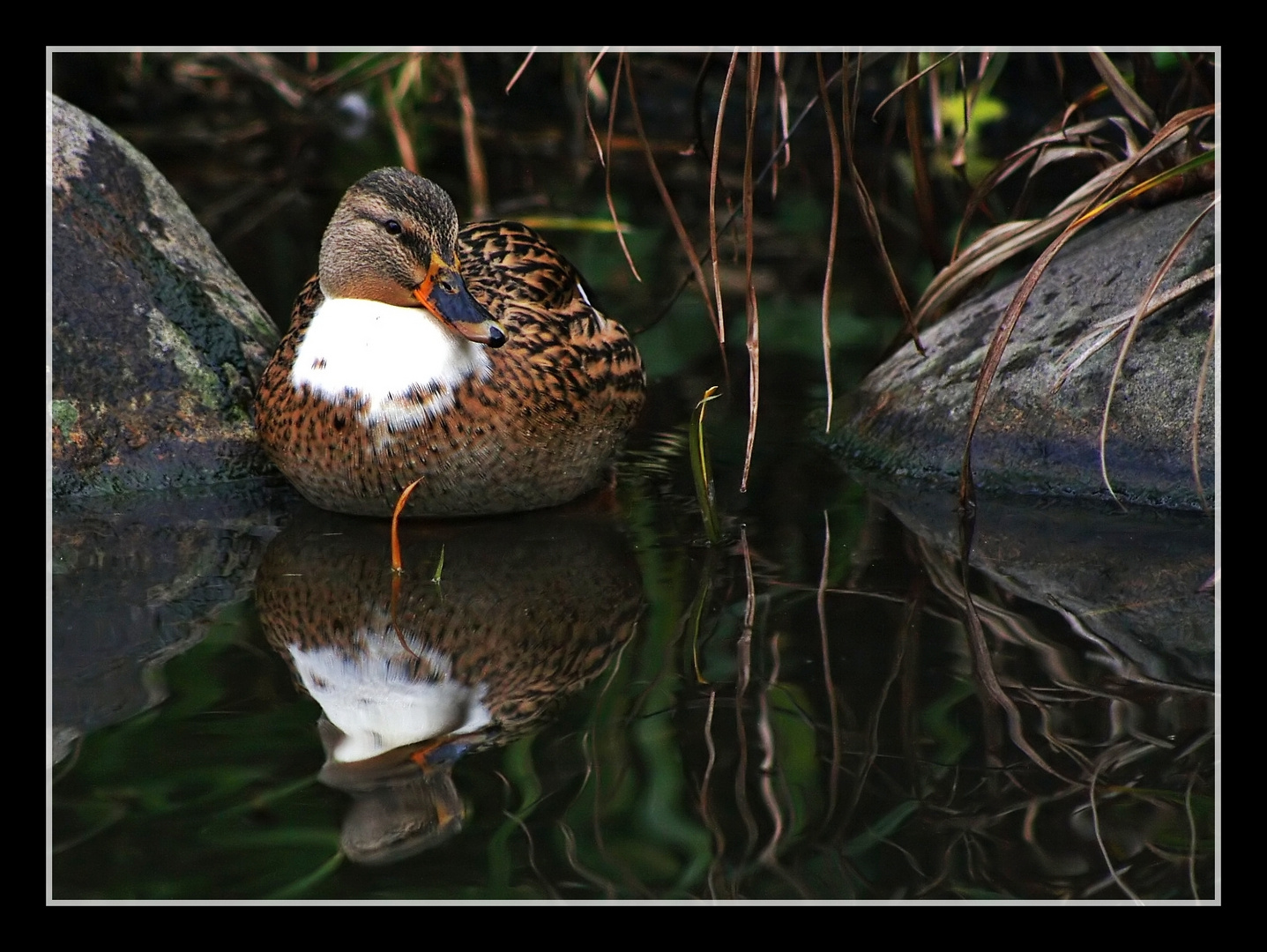 Türschwimmer-Ente