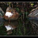 Türschwimmer-Ente