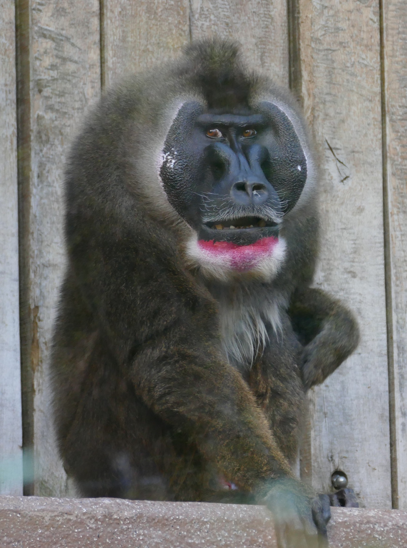 "Türsteherblick",Drill im Wuppertaler Zoo  