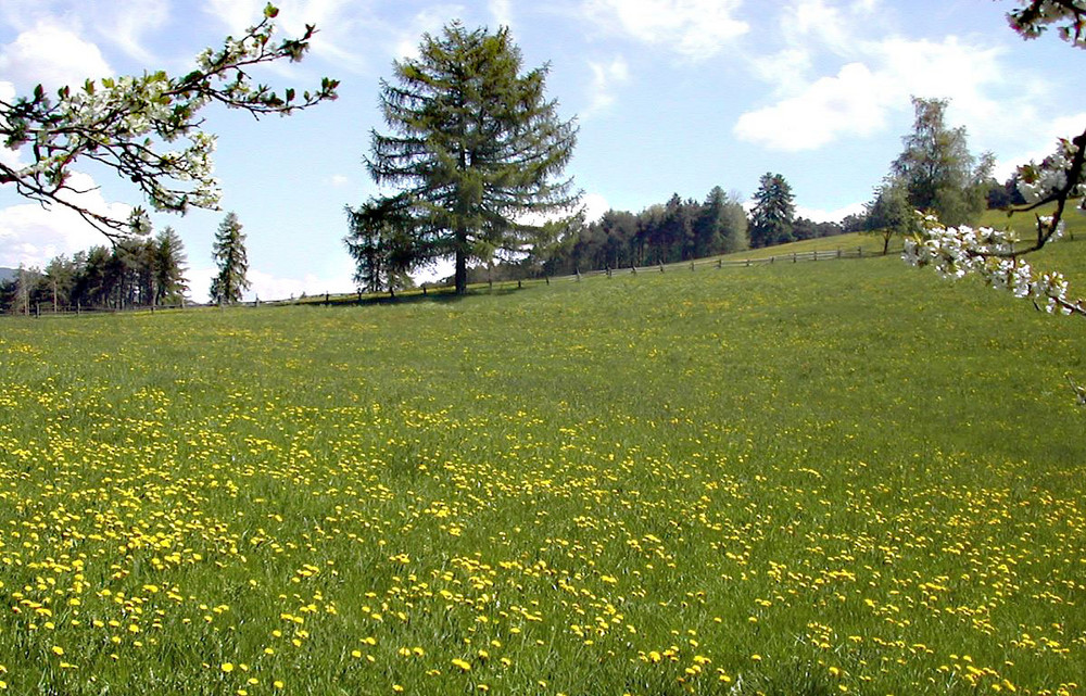 tuffarsi nel giallo