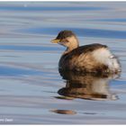 Tuffetto (Tachybaptus ruficollis)