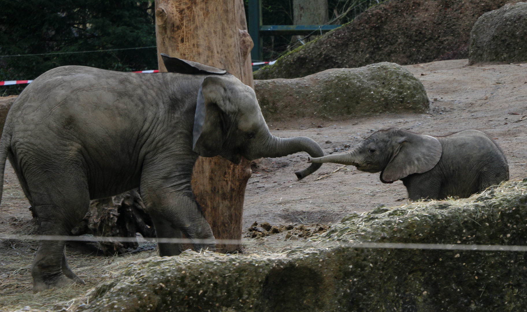 Tuffi und Mama