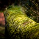 Tuft of grass on mossy wall