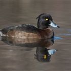 Tufted duck