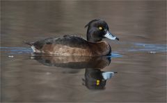 Tufted duck