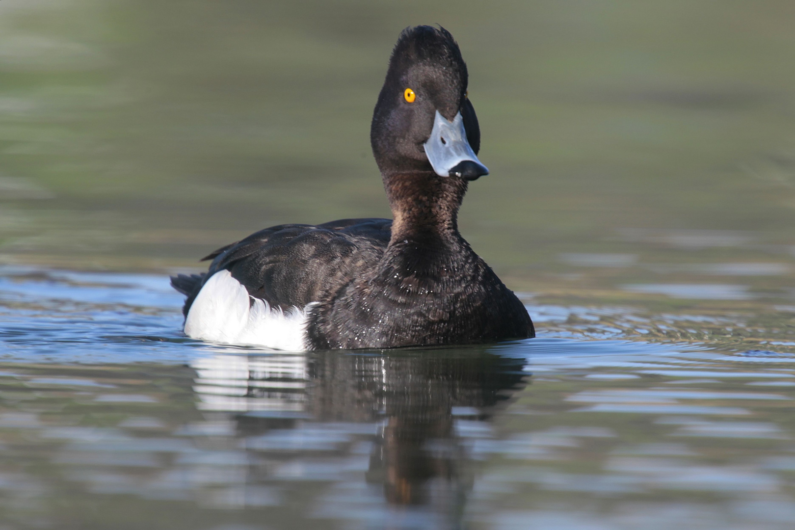 Tufted Duck