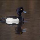 Tufted duck 
