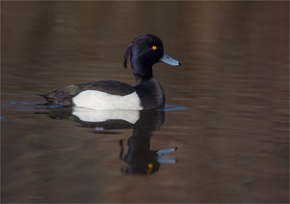 Tufted duck 