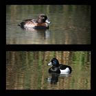 Tufted Duck 