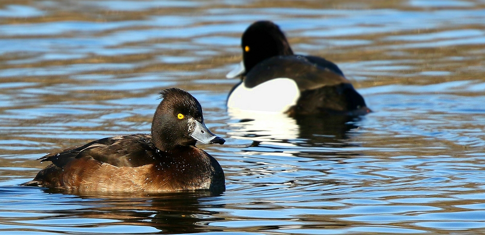 Tufted Duck 