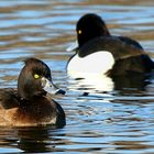 Tufted Duck 