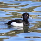 Tufted duck