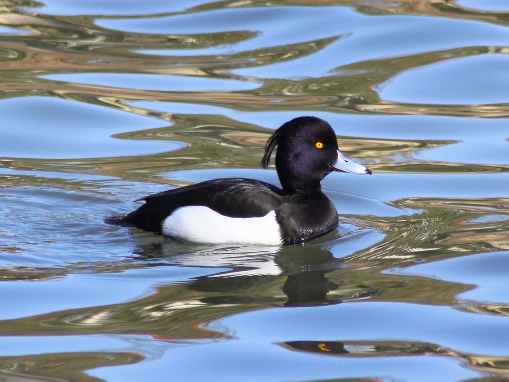 Tufted duck