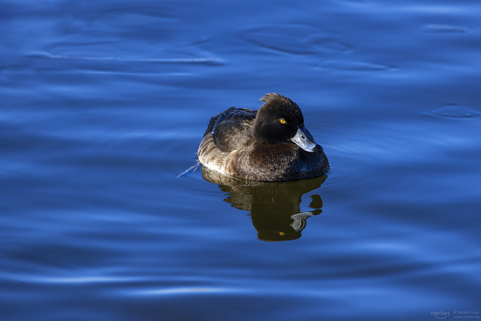 tufted duck