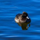 tufted duck