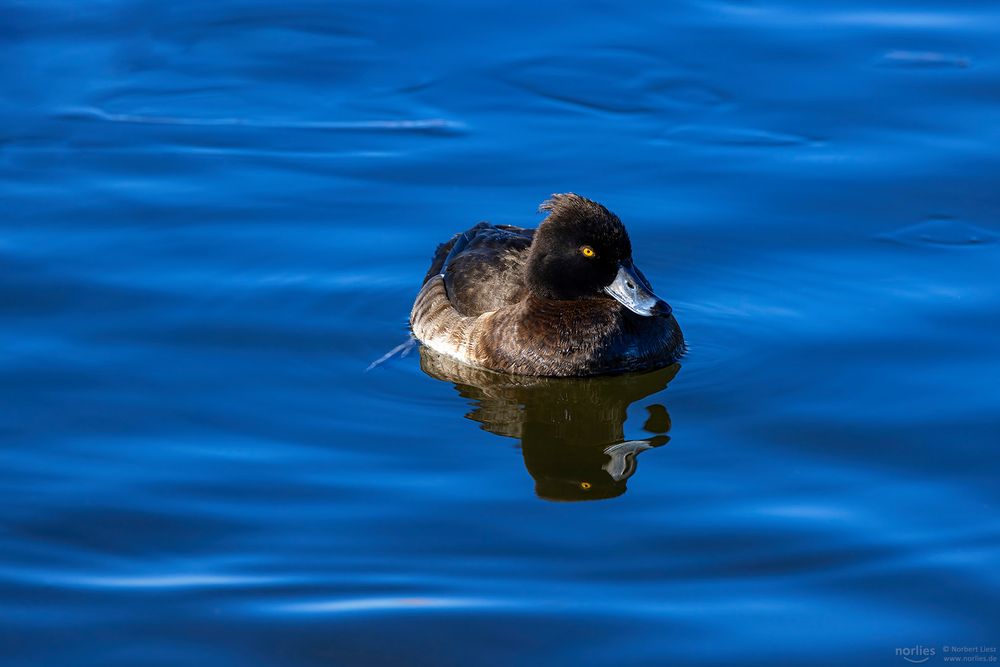 tufted duck