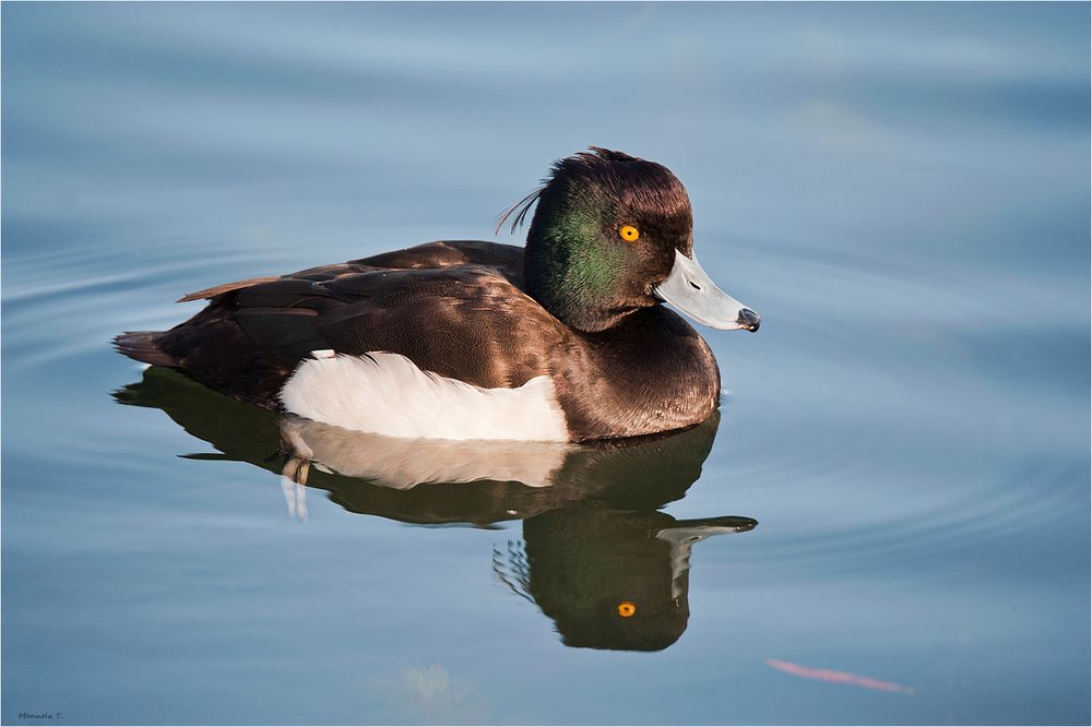 Tufted duck