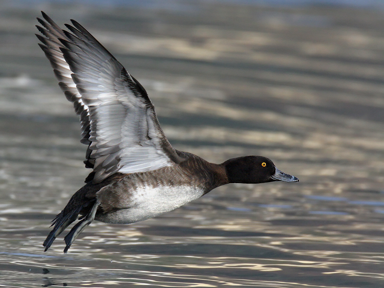 Tufted Duck in Flight