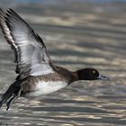 Tufted Duck in Flight