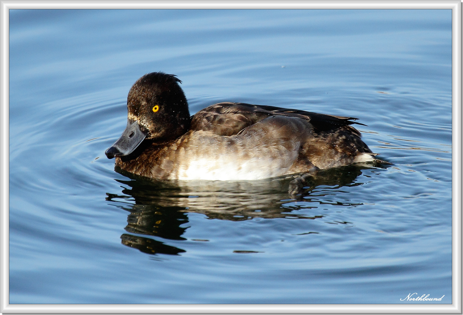 Tufted duck lady