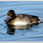 Tufted duck lady