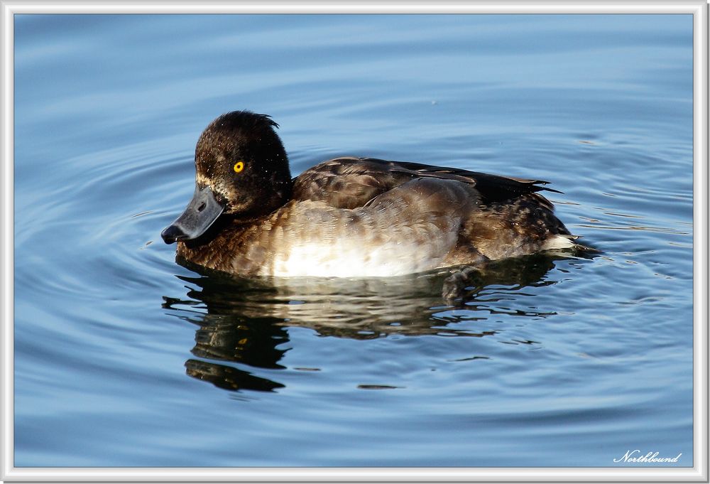 Tufted duck lady