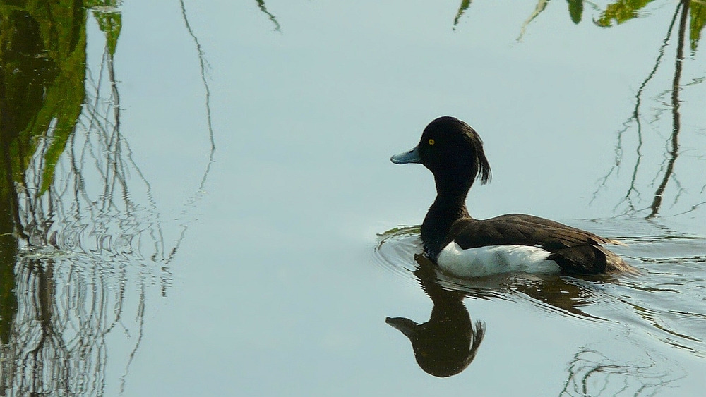 Tufted Duck (male)