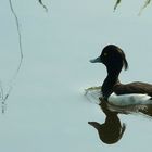 Tufted Duck (male)