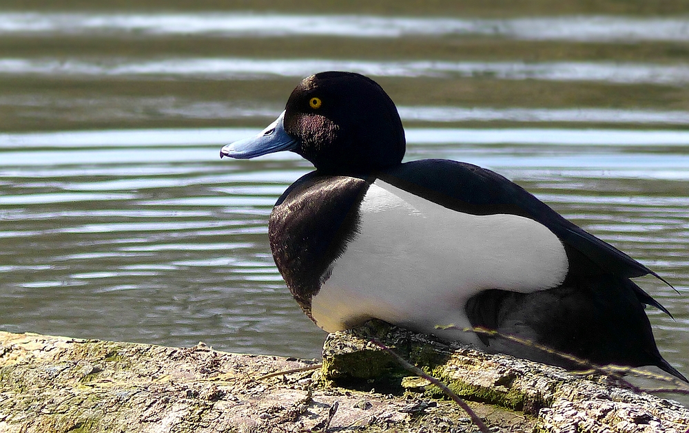 Tufted Duck (male)