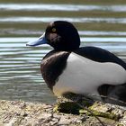 Tufted Duck (male)