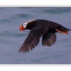 Tufted Puffin im Flug