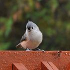 Tufted Titmouse 2