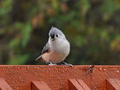 Tufted Titmouse 2